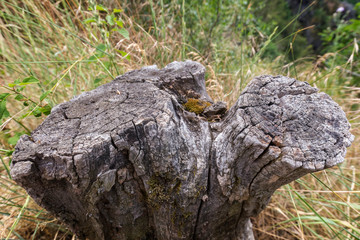 Close-up of a big, old, cut and dry stump of a tree on a sunny day.