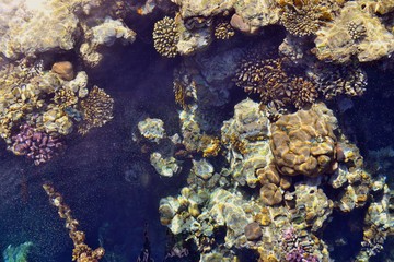 Fototapeta na wymiar red sea coral and tropical fish