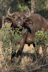 Obraz premium Kaffernbüffel / Buffalo / Syncerus caffer