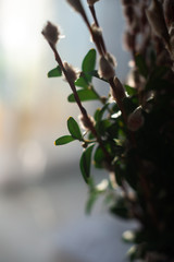 Spruce branches macro in sunlight with blurred background