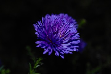 purple flower