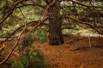 Obraz premium thick pine forest. Russian landscape