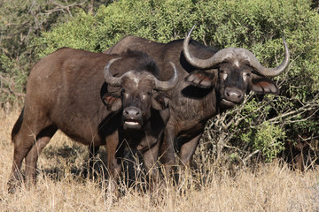 Obraz premium Kaffernbüffel / Buffalo / Syncerus caffer