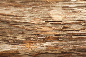 dry untreated wood texture