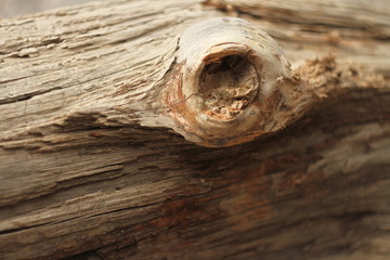 dry untreated wood texture