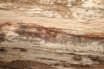 dry untreated wood texture