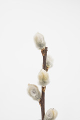 close up on willow branch on white