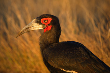 Kaffernhornrabe / Southern Ground Hornbill / Bucorvus leadbeateri.