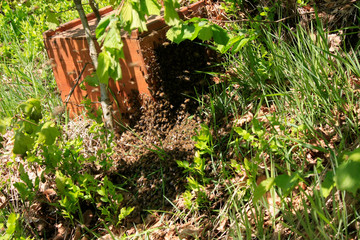 Einfangen des Bienenschwarmes
