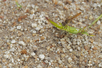 Brown dragonfly stands on grass with sand, in the natural background.