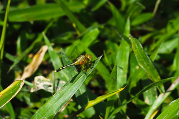 Yellow-green dragonfly perched on the grass, on a natural background