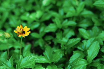Bees perched on a small yellow flower, on a natural background.