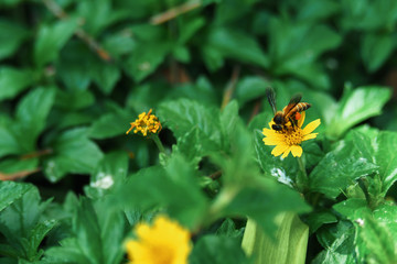 Bees perched on a small yellow flower, on a natural background.