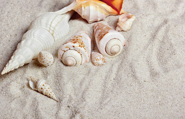 Fototapeta na wymiar Beach wallpapers.Seashells on sand beach.copy space.Concept of summer