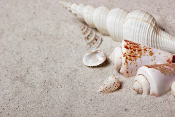 Beach wallpapers.Seashells on sand beach.copy space.Concept of summer
