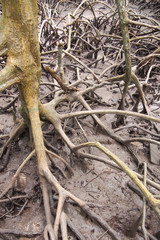 The roots of mangrove trees in natural mangrove forests,for natural background