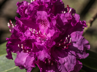 nice rhododendron blossom