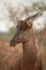Leierantilope oder Halbmondantilope / Common Tsessebe / Damaliscus lunatus