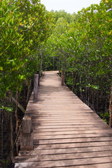 Wooden bridge for a path through the natural mangrove forest, for the natural background