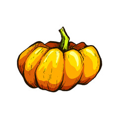 Colorful pumpkin sketch hand drawn illustration. Isolated hand drawn object. Vegetable engraved style illustration. Detailed vegetarian food sketch. Farm market product.