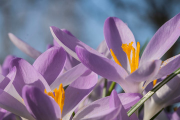 Spring flower, Crocus tommasinianus in Netherlands