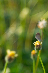 Brown butterfly perched on a yellow grass flower, on a natural background
