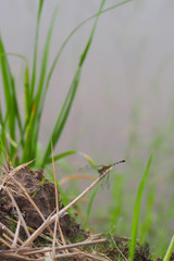 Green dragonfly on dry tree branches, in natural background.