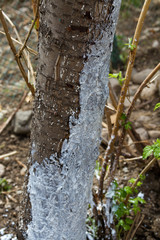 whitewashed tree trunk