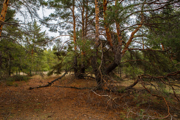 thick pine forest. Russian landscape