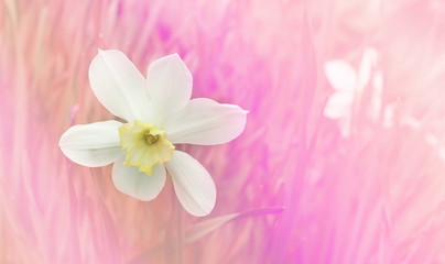spring background. white Narcissus in pink fashionable style