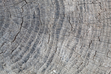 Fototapeta premium Grayish Old Wood Texture