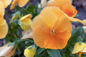 Orange-Yellowish Violet Closeup