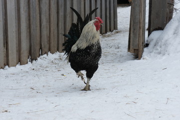 Cock in Snow. Colorful cock portrait in a winter landscape. Farm for breeding animals.