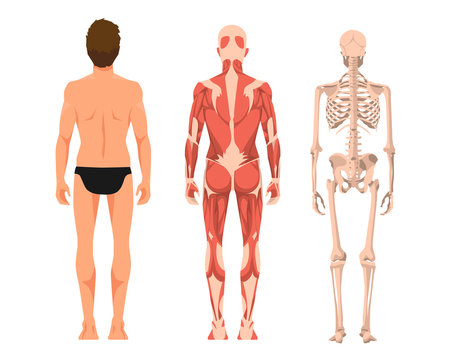 Vector illustration of man anatomy. Cartoon realistic people illustartion. Flat young man. Back view. Anatomy of male muscular system. Human skeleton