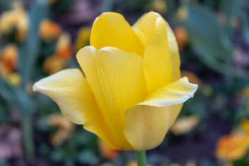 Yellow Tulip Closeup