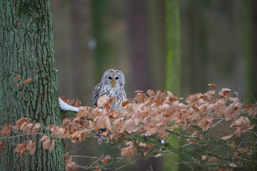 Tawny owl sitting on branch between orange leaves