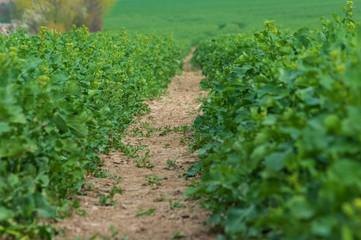 Fototapeta na wymiar tractor track between rows of green plants in a field
