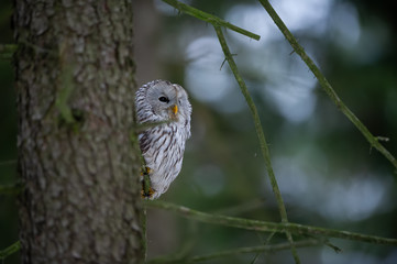 Closeup tawny owl hidding behing tree trunk