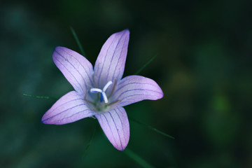 closeup of purple flower