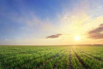 green wheat field / photo by countryside agriculture © ml1413