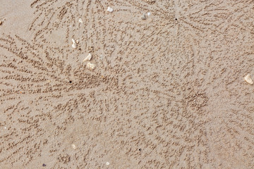 Texture on the sand. Sandy balls around the hole of Sand Bubbler ghost Crabs