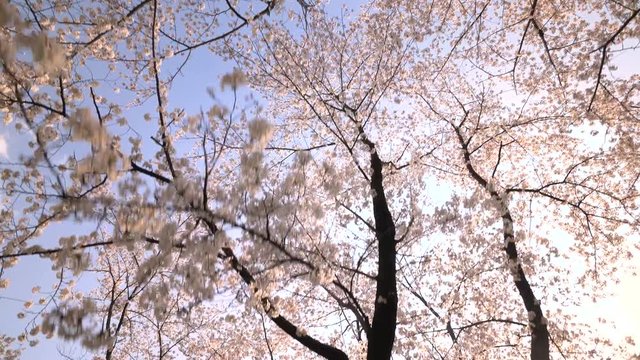 陽光と満開の桜並木 歩き撮り