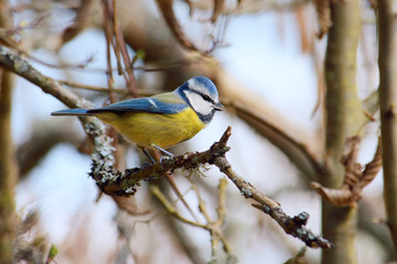 Blaumeise