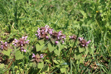 Wildblumen im Frühling