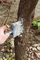 spring whitewashing of trees
