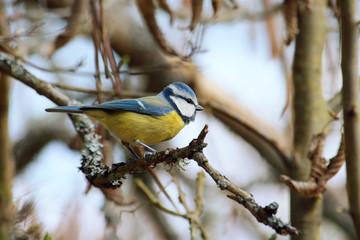 Blaumeise