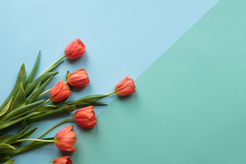 Blue and green  background with flowers. Copy space. Tulips on color dask