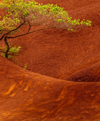 tree in red ground