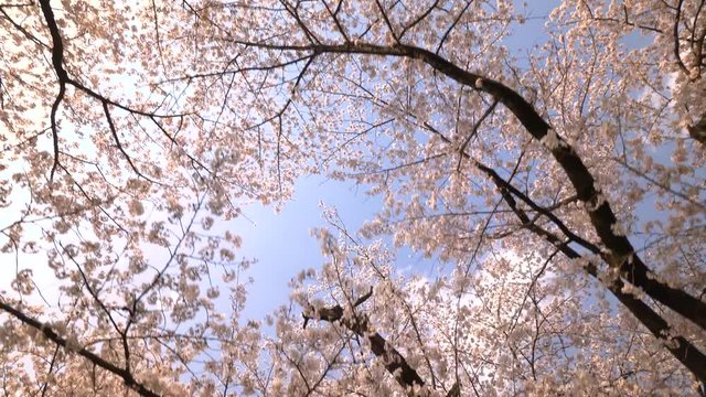 陽光と満開の桜並木 歩き撮り