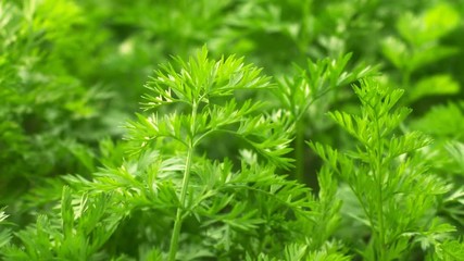 Tops of the vegetables. Garden bed with carrots